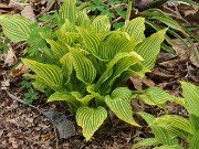 Hosta rectifolia Mito-no-hana 202504270003