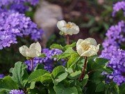 Phlox divaricata 20250422 0004