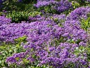 Phlox divaricata 20250427 0001