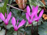 Cyclamen