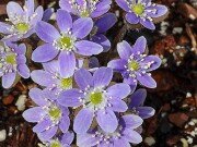 Hepatica
