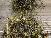 Propagation and Cultivation