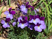 Viola pedata 20210417 0003