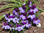 Viola pedata 20210417 0004