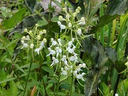 Platanthera integrilabia 20230801 0010