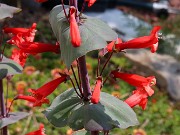 Penstemon murrayanus 20230524 0005