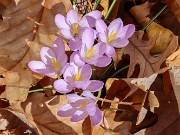 Crocus goulimyi 20241109 0001