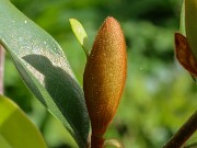Magnolia x Serendipity 20240430 0005