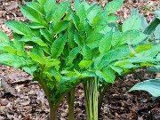 Amorphophallus konjac 20210702 0003