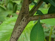 Amorphophallus konjac 20210710 0003