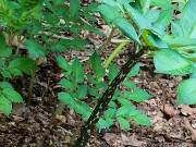 Amorphophallus konjac 20210710 0005