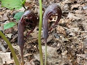 Amorphophallus konjac 20210710 0010