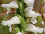 Spiranthes Chadds Ford 20211008 0003