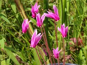 Cyclamen confusum 20210908 0001