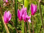 Cyclamen confusum 20210908 0002