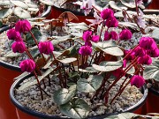 Cyclamen coum 20210204 0001