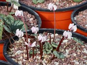 Cyclamen coum 20210206 0001