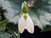 Galanthus Anglesey Orange Tip 20210204 0002