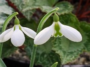 Galanthus Brechin Ian 20210204 0002