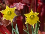 Narcissus Cedric Morris 20211217 0002