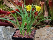 Narcissus Cedric Morris 20211217 0003