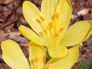 Sternbergia vernalis x candida 20210128 0001