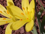 Sternbergia vernalis x candida 20210128 0004