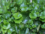 Galax aphylla 2021605 0003