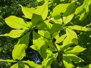 Magnolia tripetala 20210512 0004