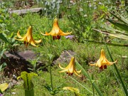 Lilium canadense 20220617 0008