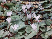 Cyclamen balearicum 20220412 0001