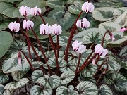 Cyclamen coum 20220115 0002