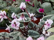 Cyclamen coum 20220115 0003