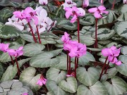 Cyclamen coum 20220115 0005