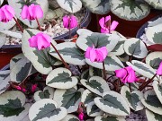 Cyclamen coum 20220115 0007