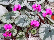 Cyclamen coum 20220115 0008