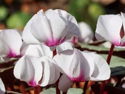 Cyclamen coum 20220206 0001