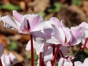 Cyclamen coum 20220206 0008