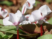 Cyclamen coum 20220206 0010