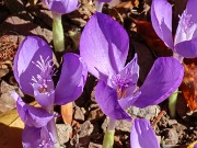 Crocus banaticus 20221027 0002