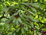 Cardiocrinum cordatum var. glehnii 20220601 0001