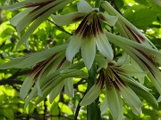 Cardiocrinum cordatum var. glehnii 20220601 0002