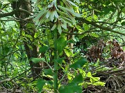 Cardiocrinum cordatum var. glehnii 20220601 0005