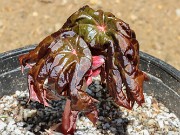 Podophyllum sp. 20220420 0001