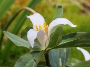 Trillium pusillum var. carolinianum Nash Co. NC 20220413 0004