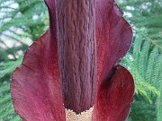 Amorphophallus konjac 20230325 0003