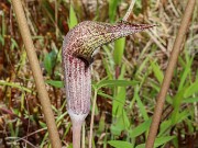 Arisaema urashima Hakukyou 20230521 0003