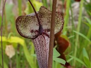 Arisaema urashima Sarasa 20230521 0002