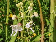 Platanthera integrilabia 20230802 0005