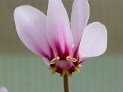 Cyclamen confusum 20230913 0002